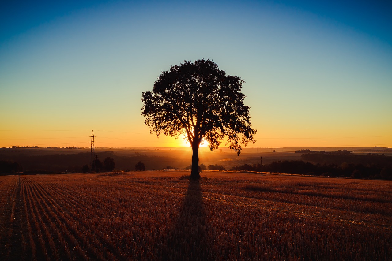 landscape  tree  sunrise free photo