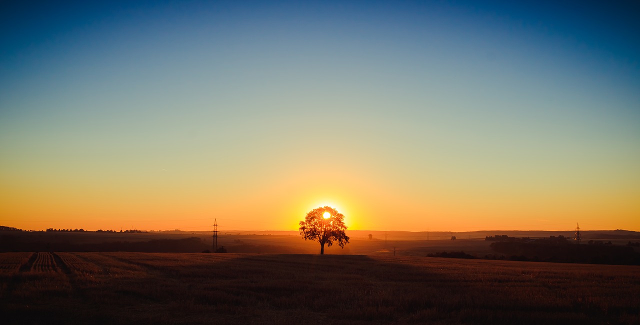 landscape  tree  sunrise free photo