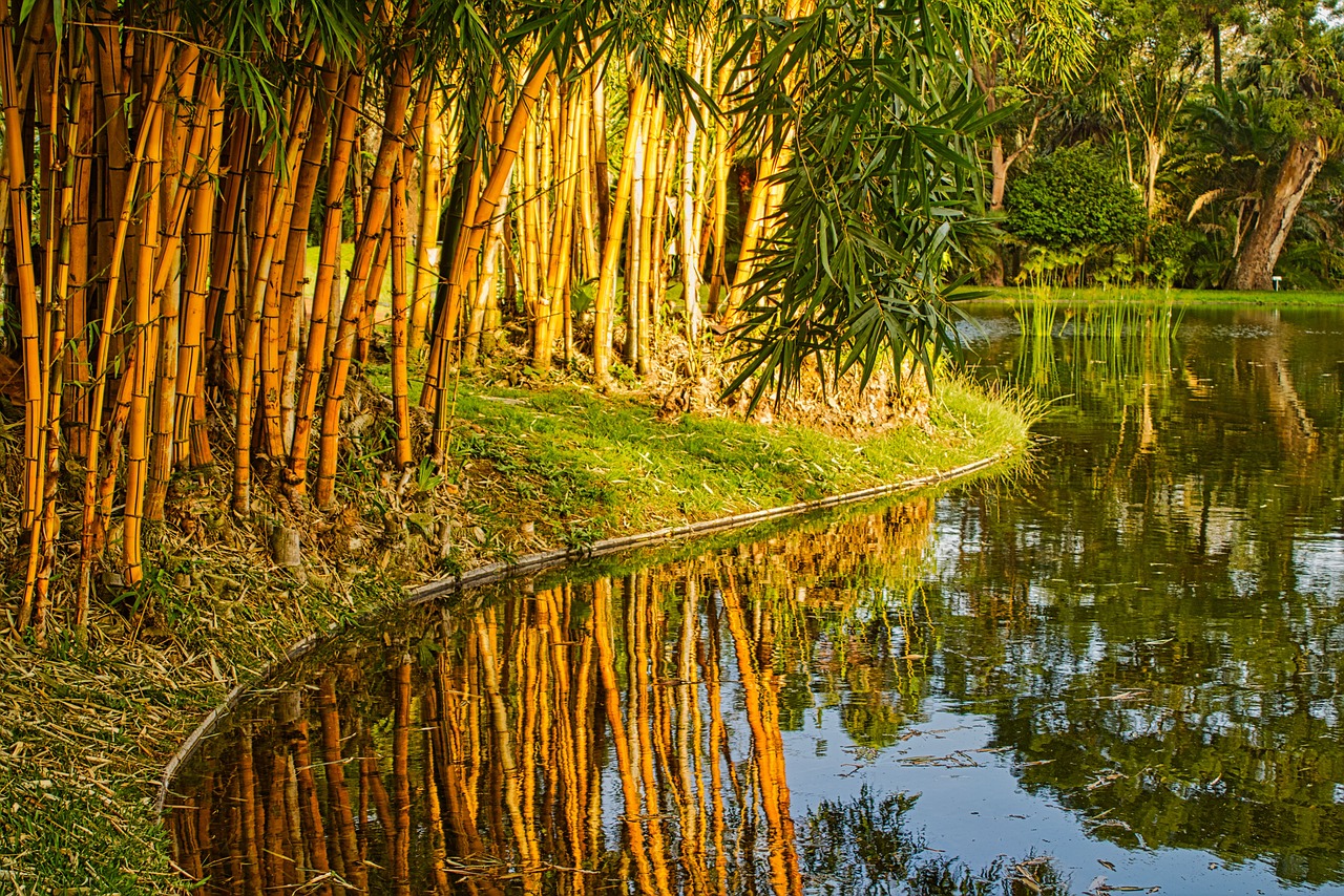 Озеро в бамбуковом лесу
