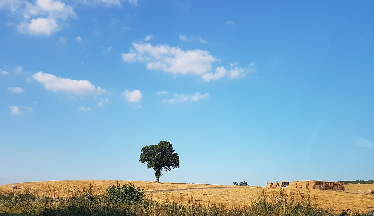 landscape  tree  nature free photo