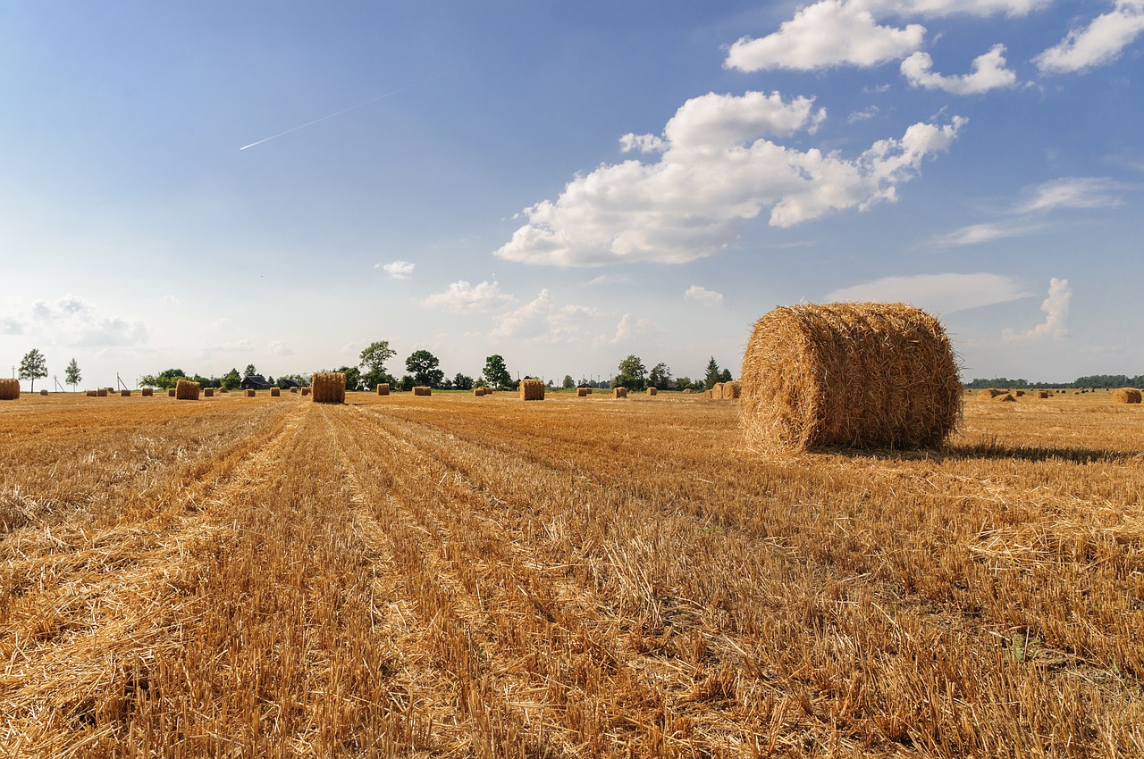 landscape  sky  field free photo