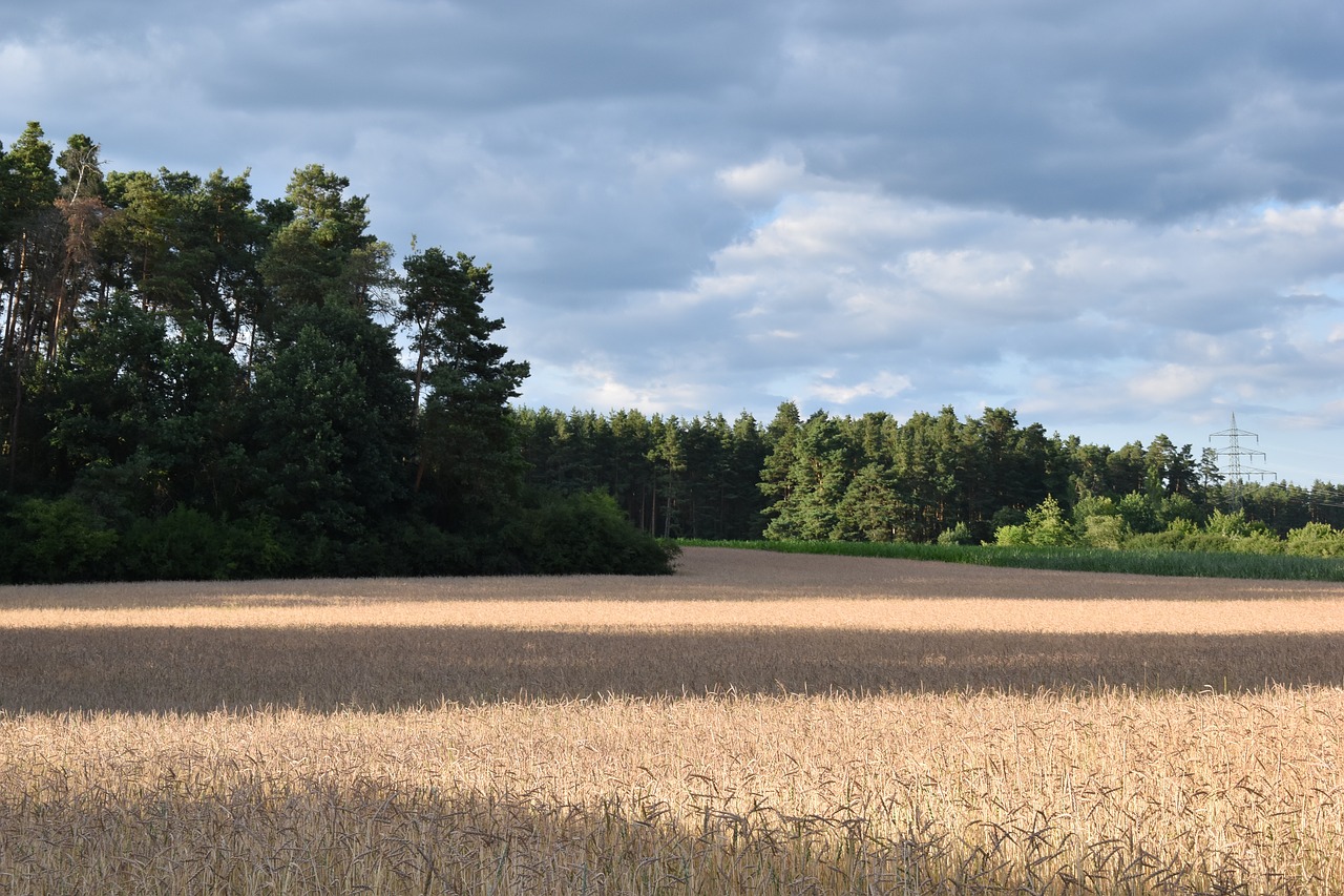 landscape  meadow  nature free photo