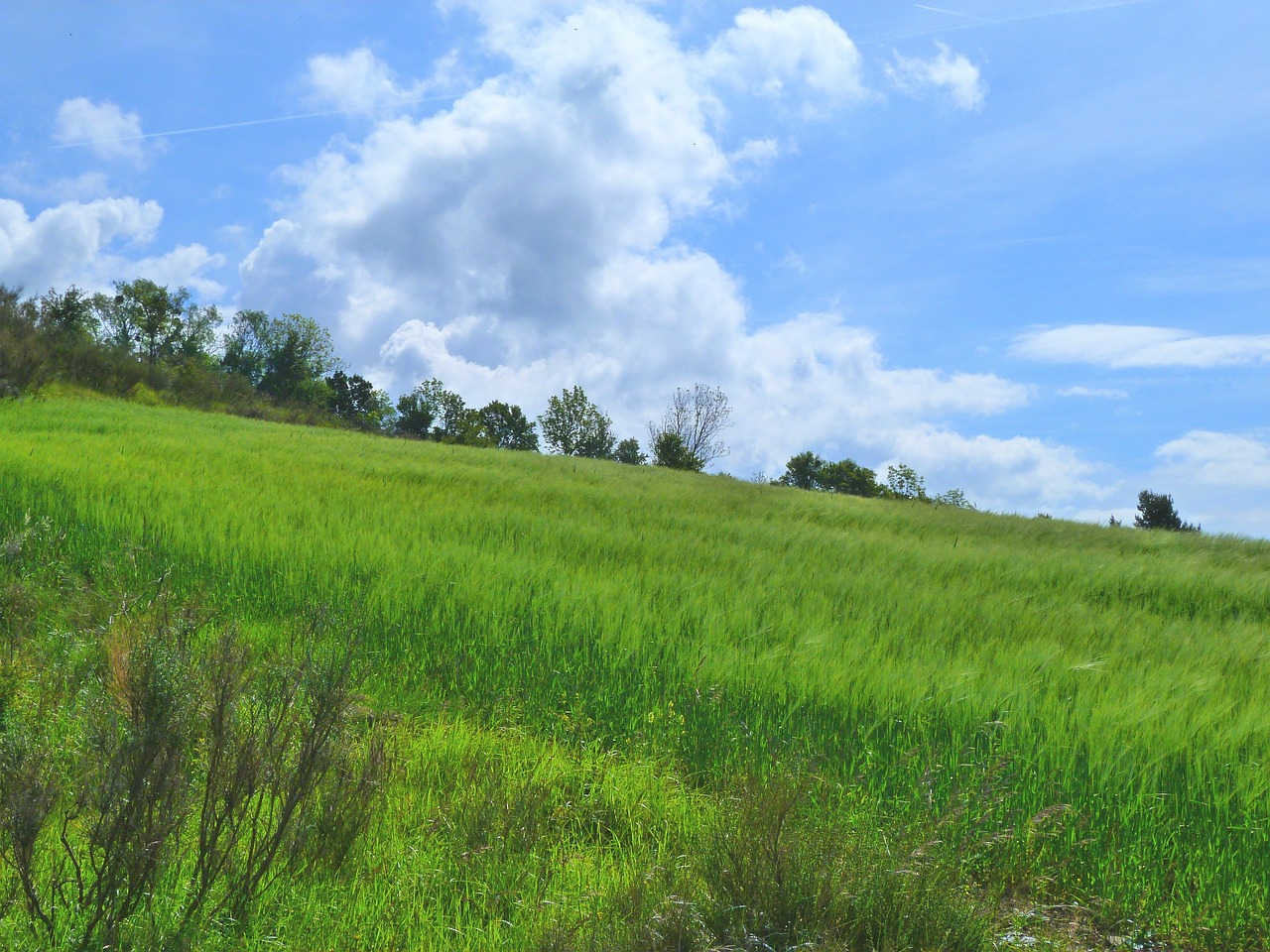 landscape nature fields free photo