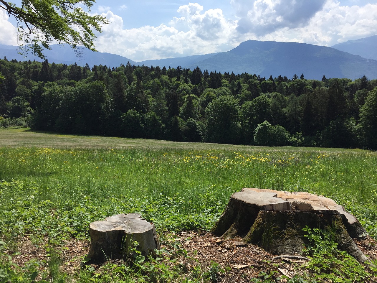 landscape  mountain  trees free photo