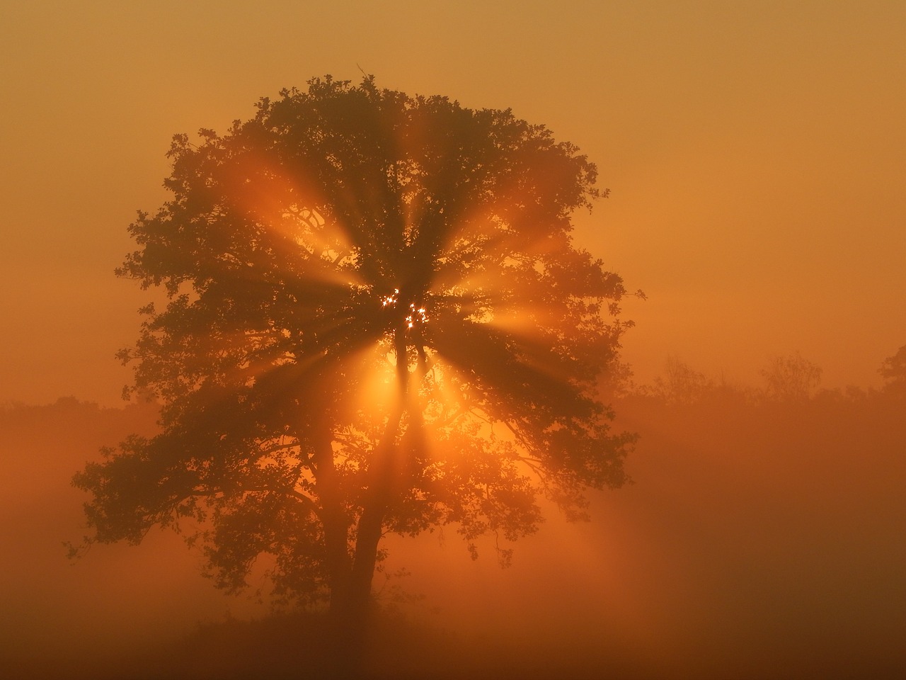 landscape  light  sun free photo