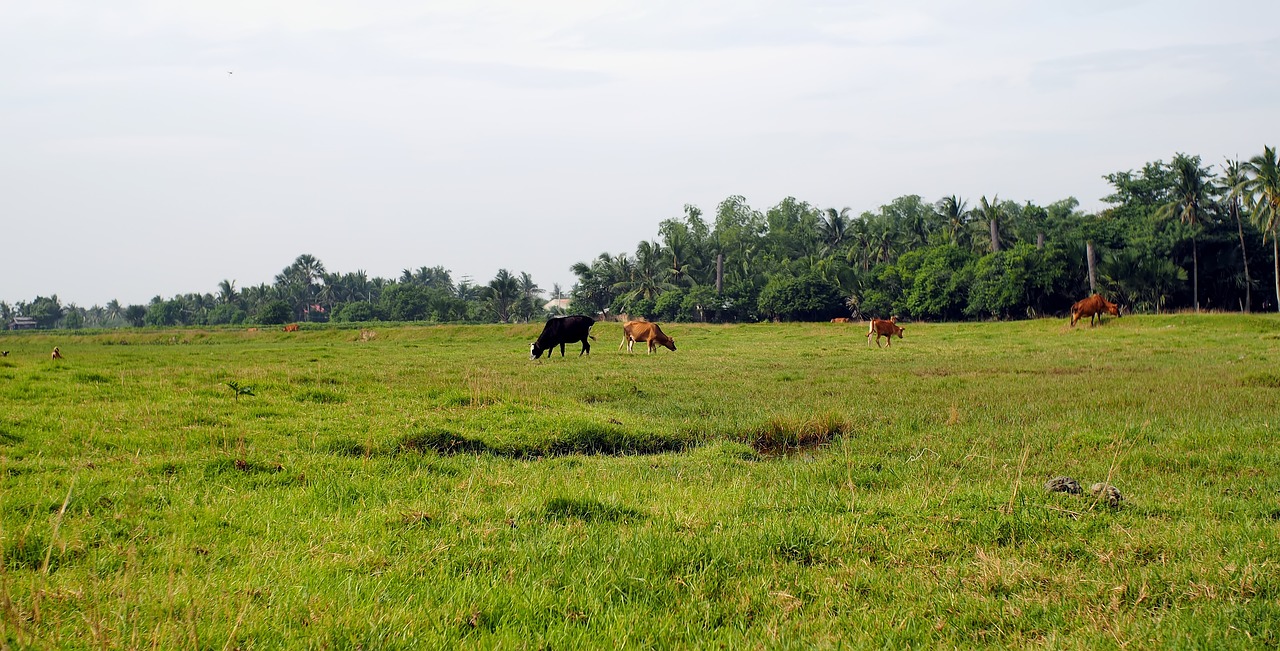 landscape  scenic  view free photo