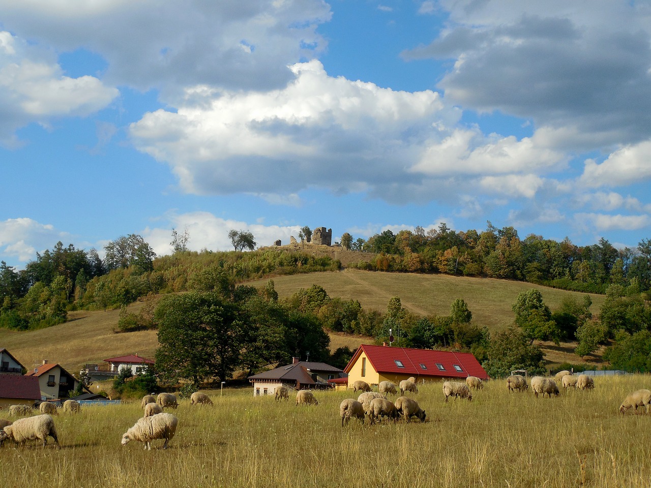 landscape  sheep  hill free photo