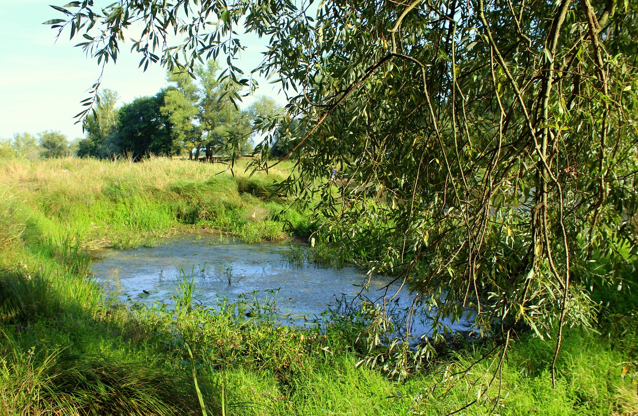 landscape  pond  the taj free photo