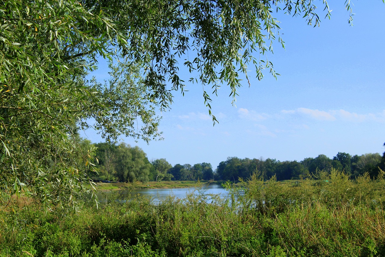 landscape  green  river free photo