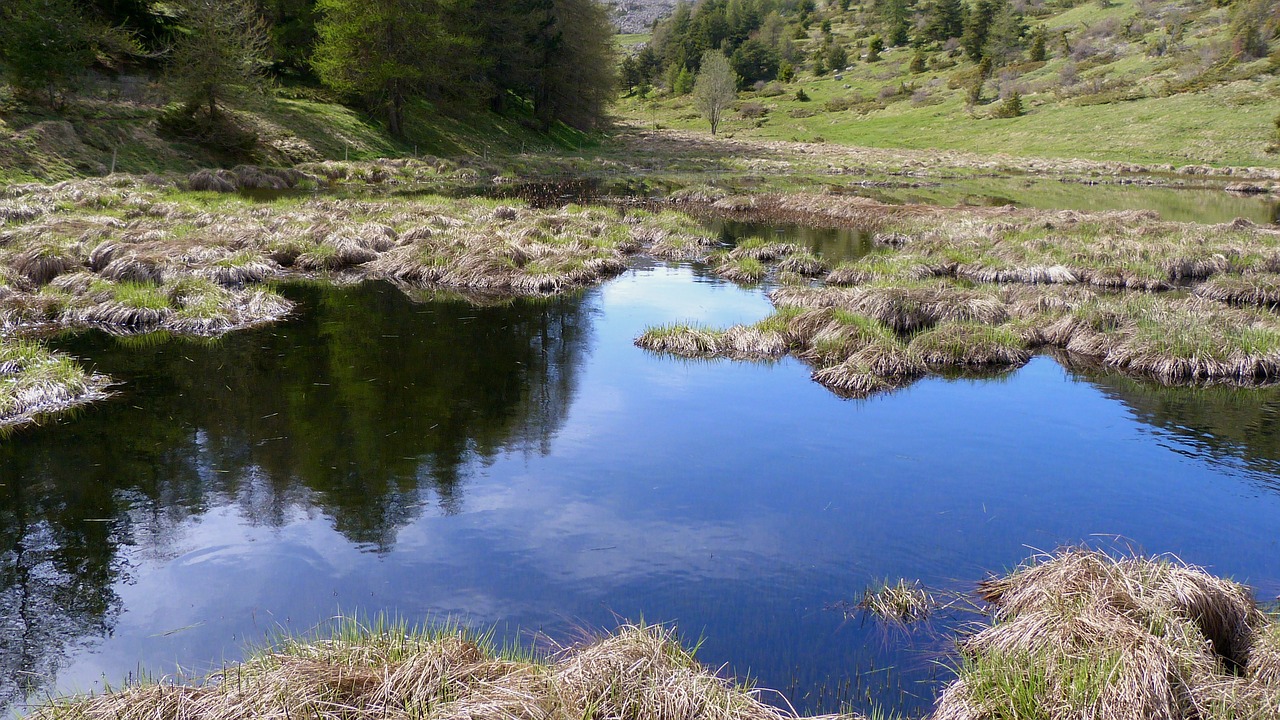 landscape nature pond free photo