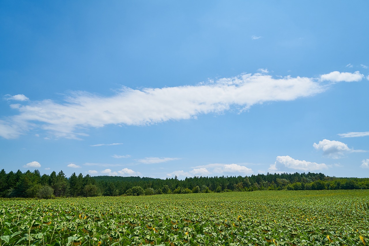 landscape  field  agriculture free photo