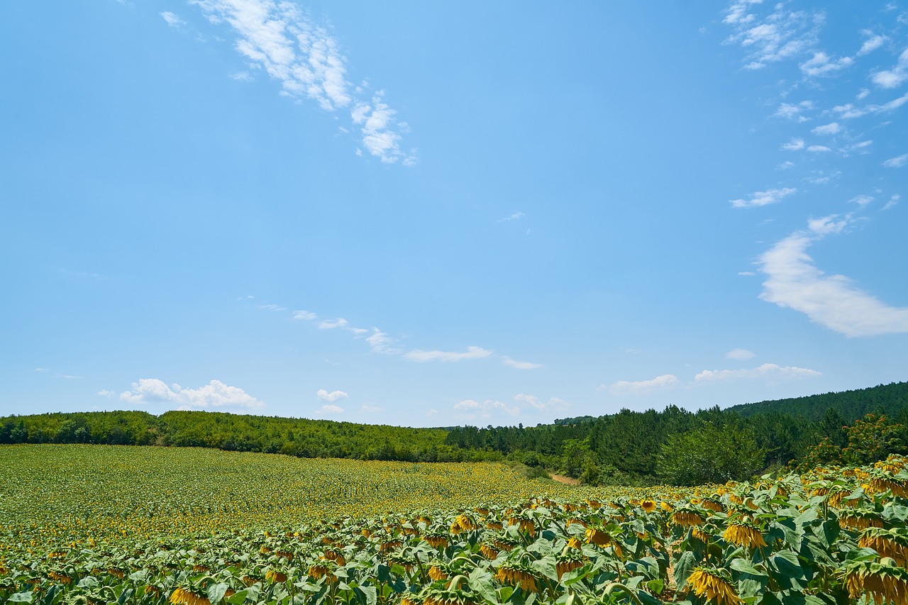 landscape  green  nature free photo