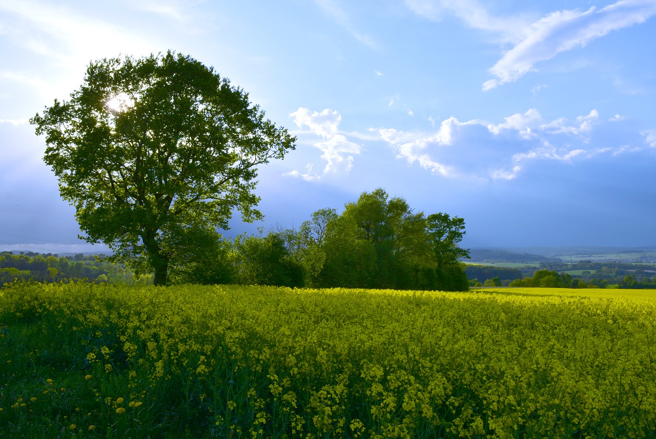 landscape  tree  sunlight free photo