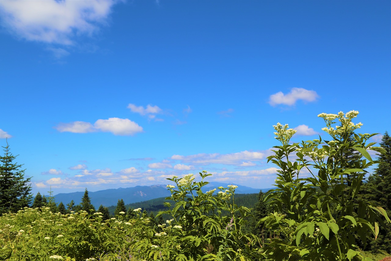 landscape  nature  sky free photo