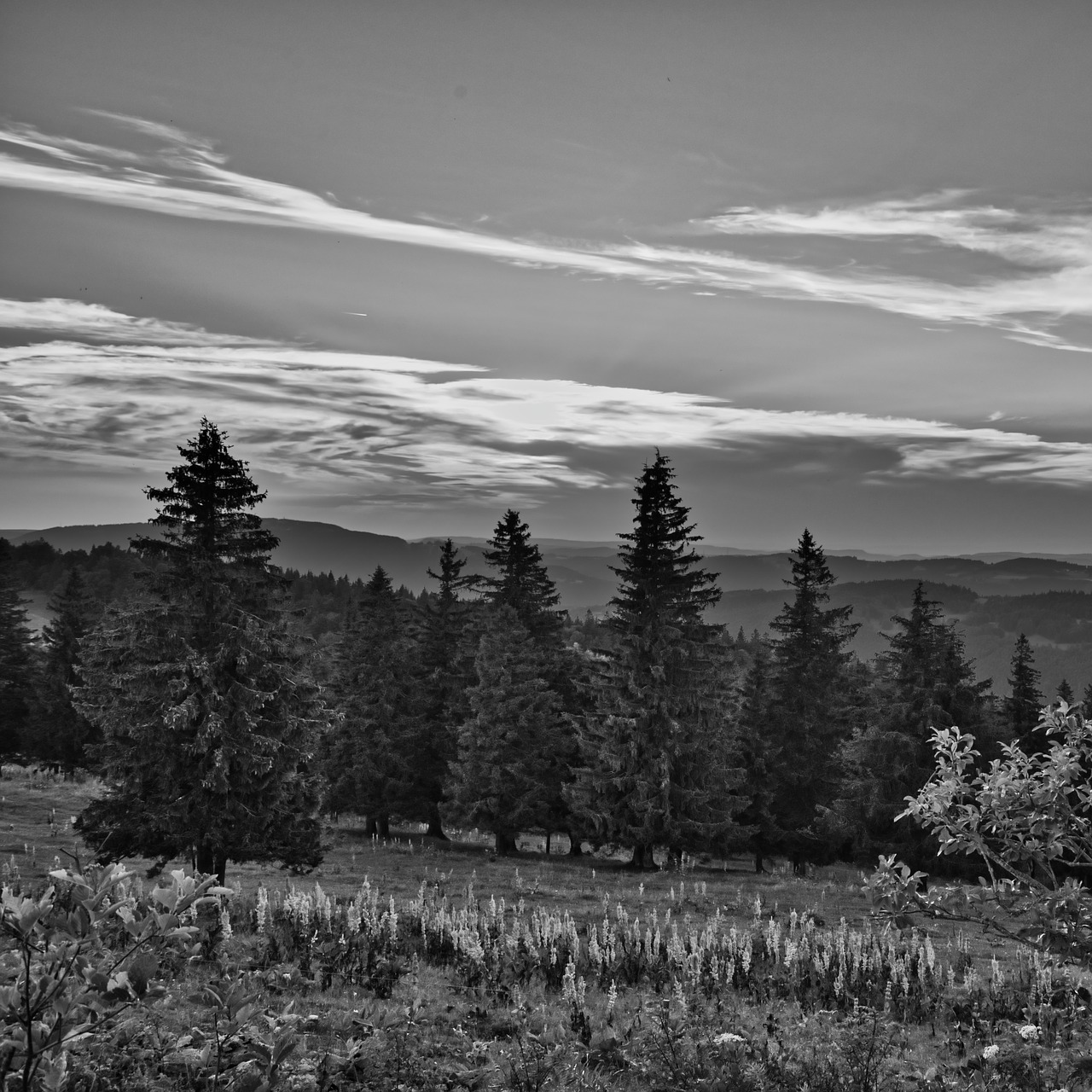 landscape  sw  black and white free photo