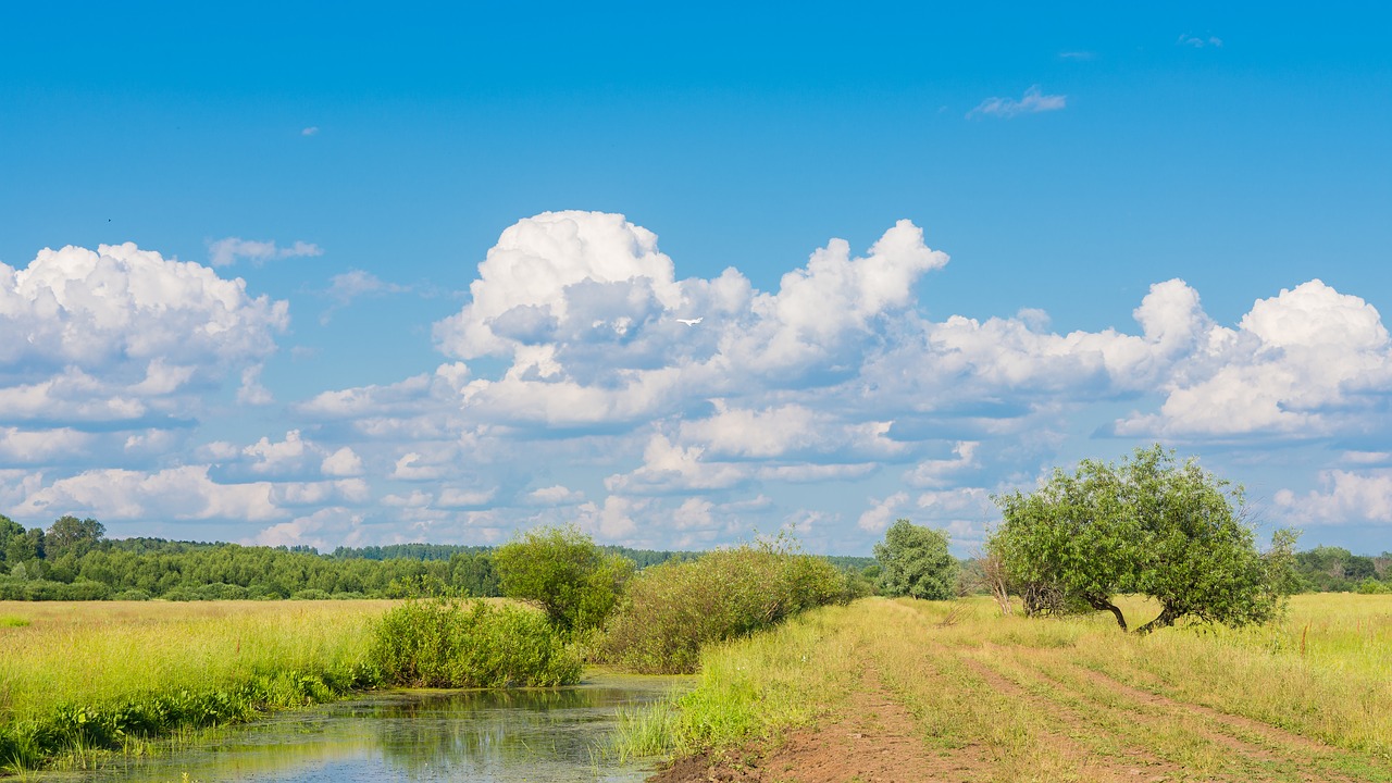 landscape  forest  trees free photo