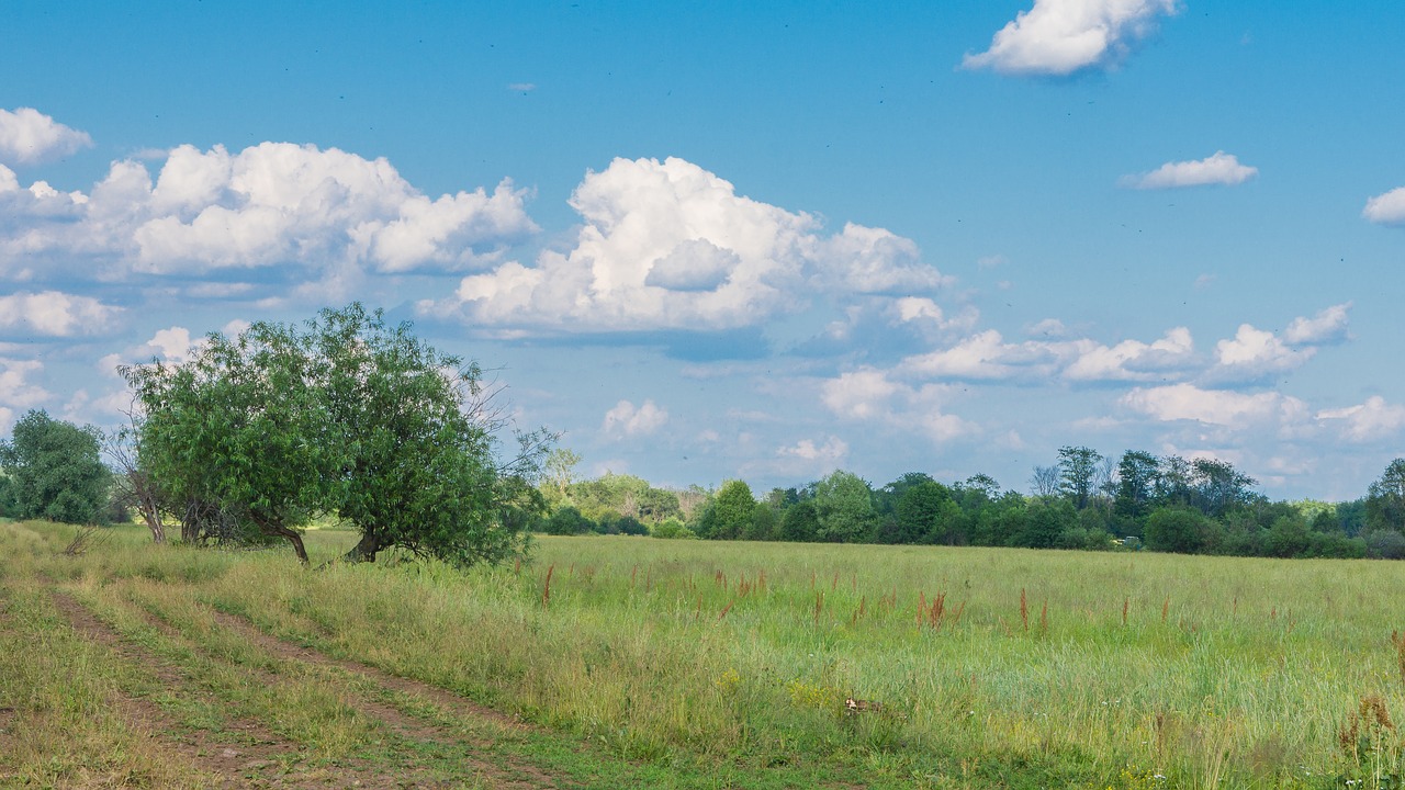 landscape  forest  trees free photo