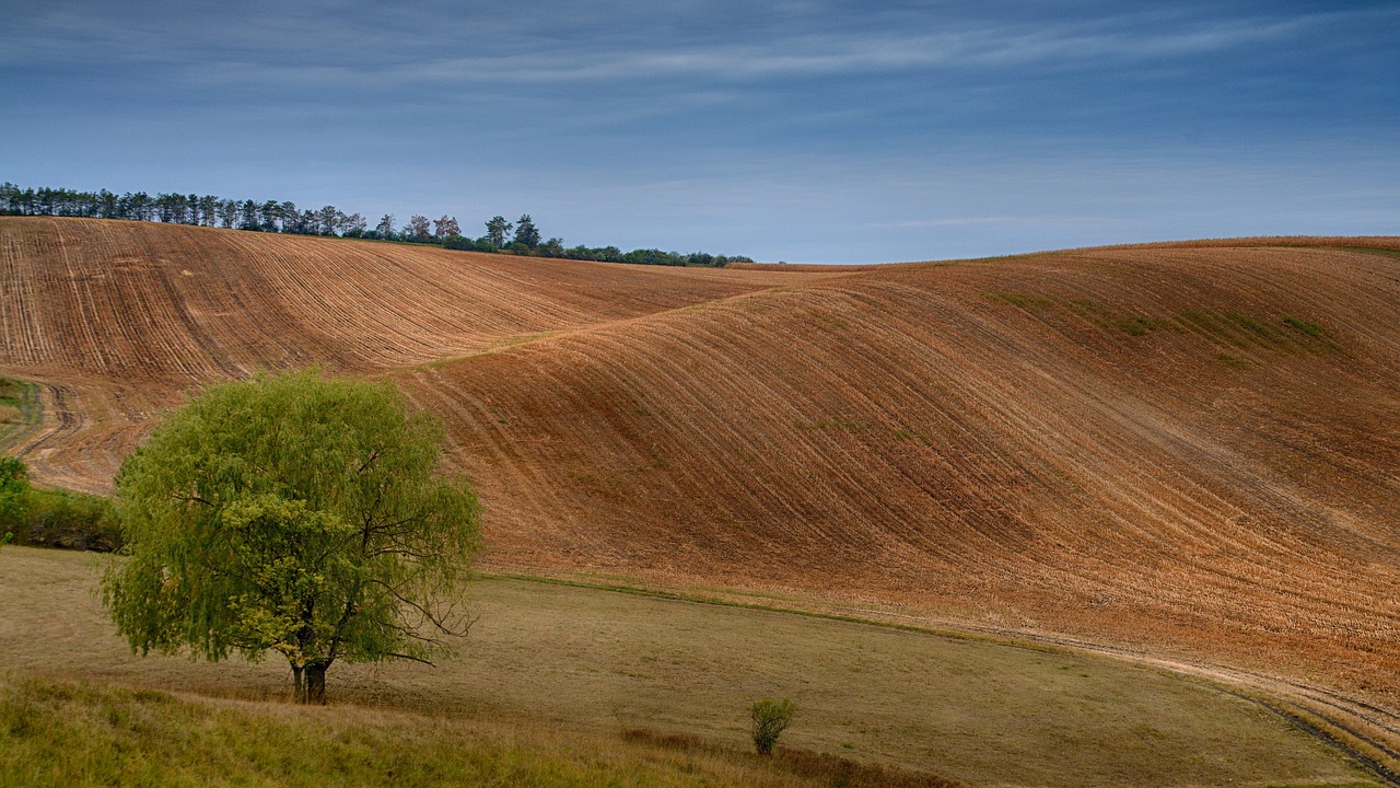 landscape  trees  summer free photo