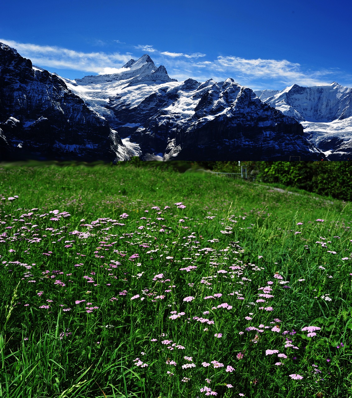 landscape  field  bloom free photo