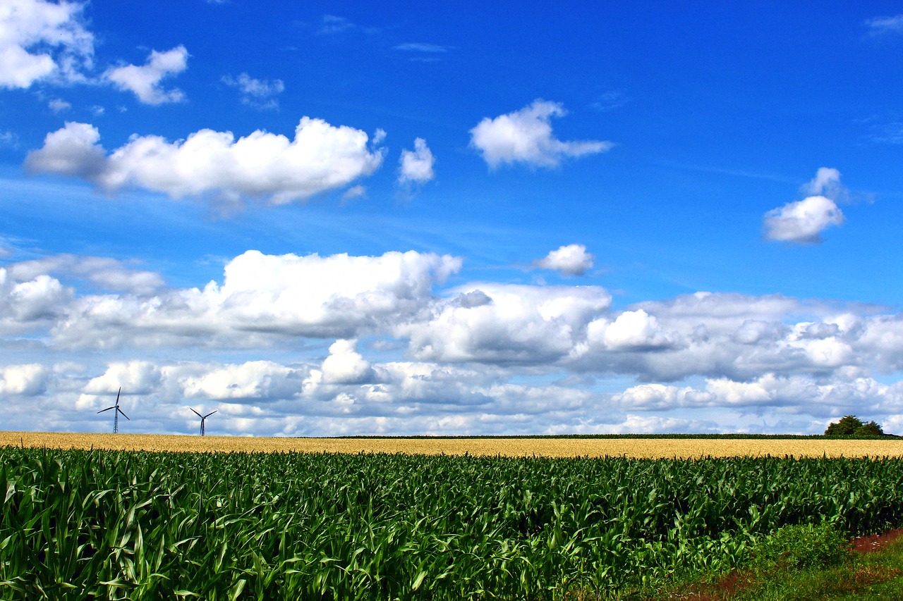 landscape  northern germany  nature free photo