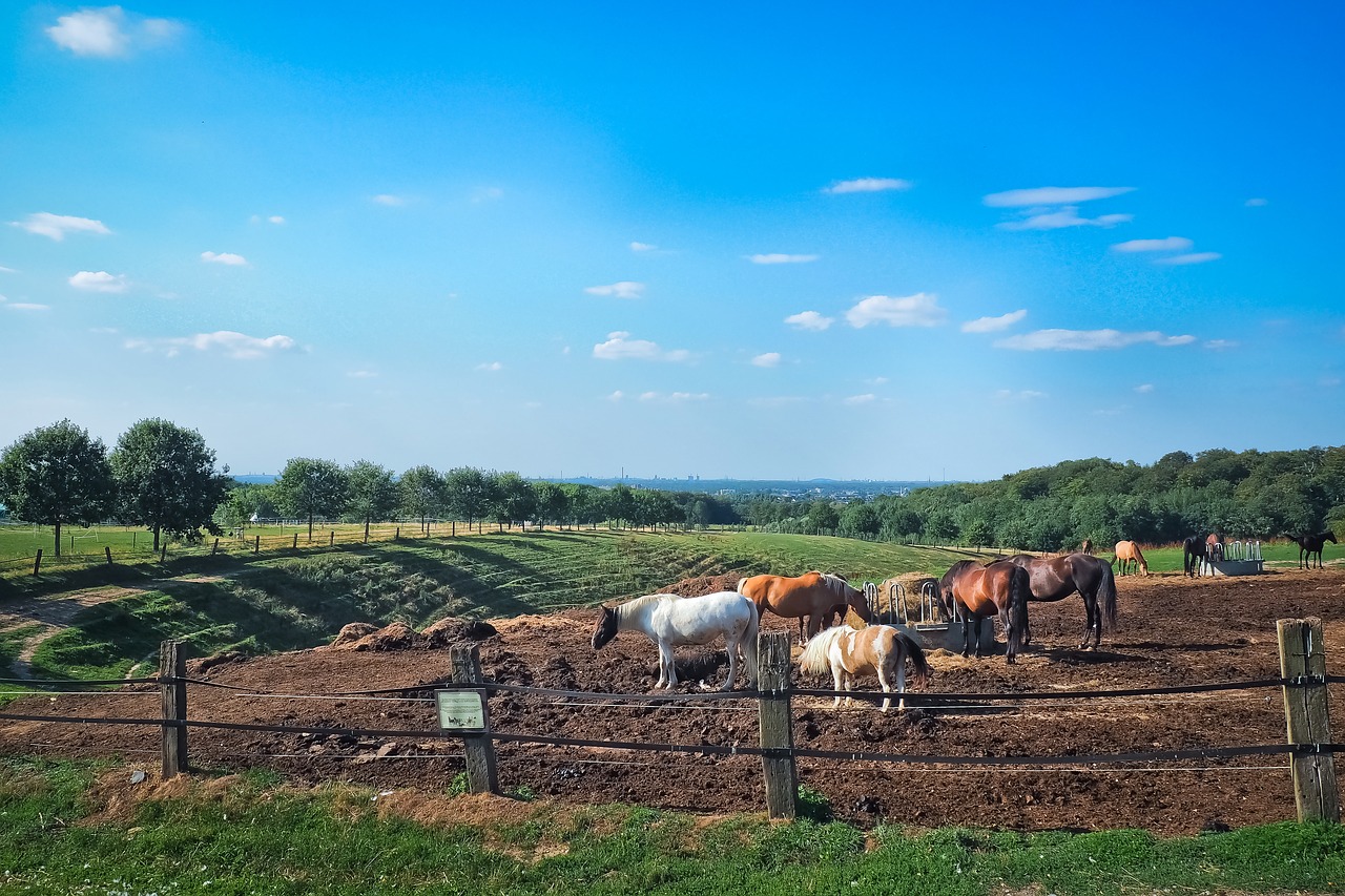 landscape  pasture  nature free photo