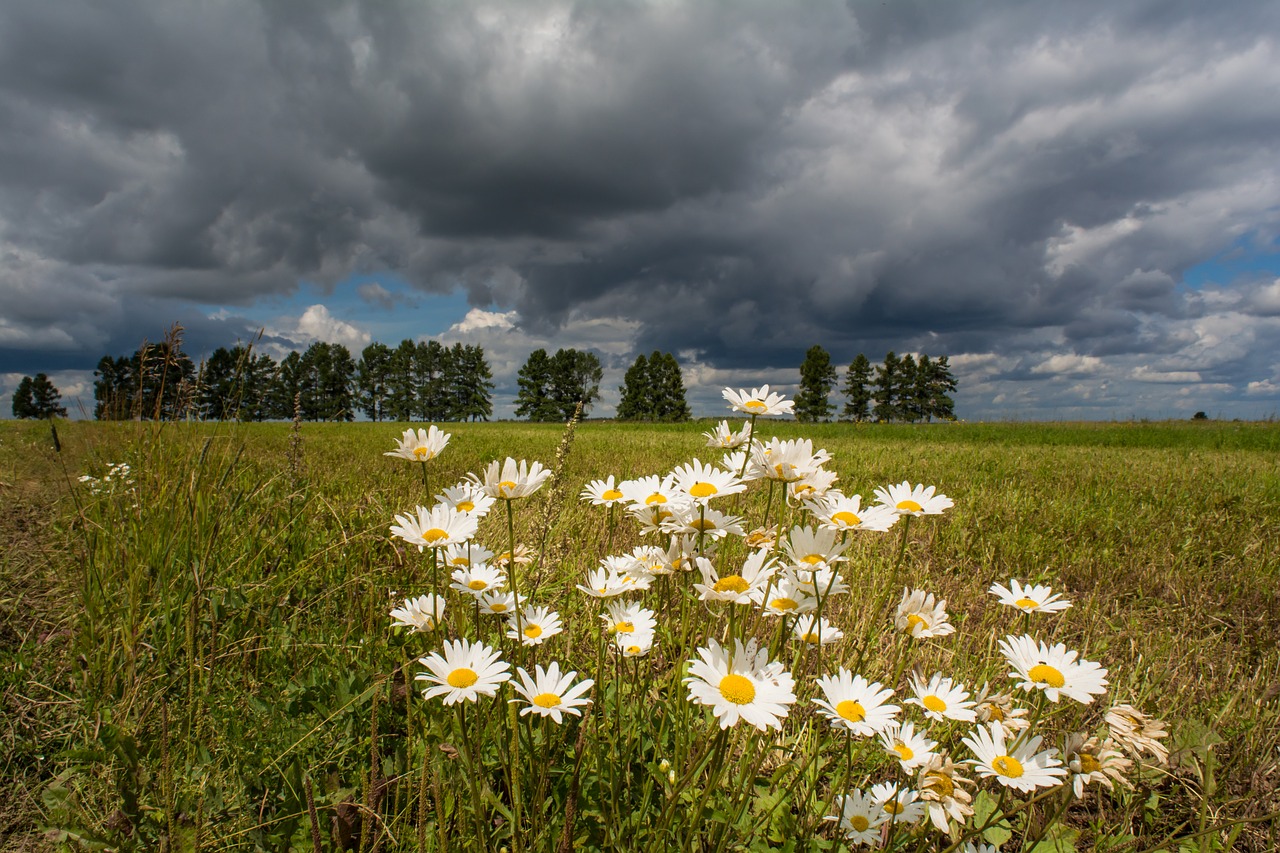 landscape  chamomile  flowers free photo