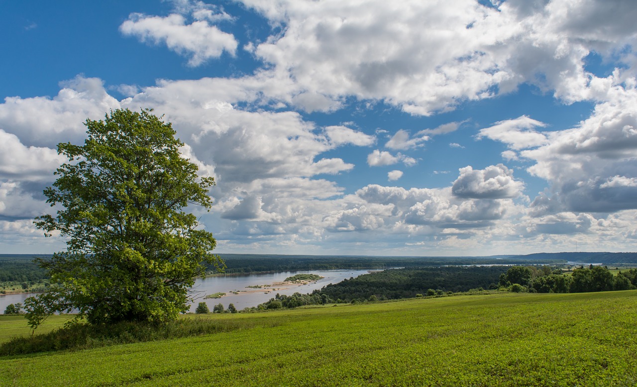 landscape  tree  summer free photo