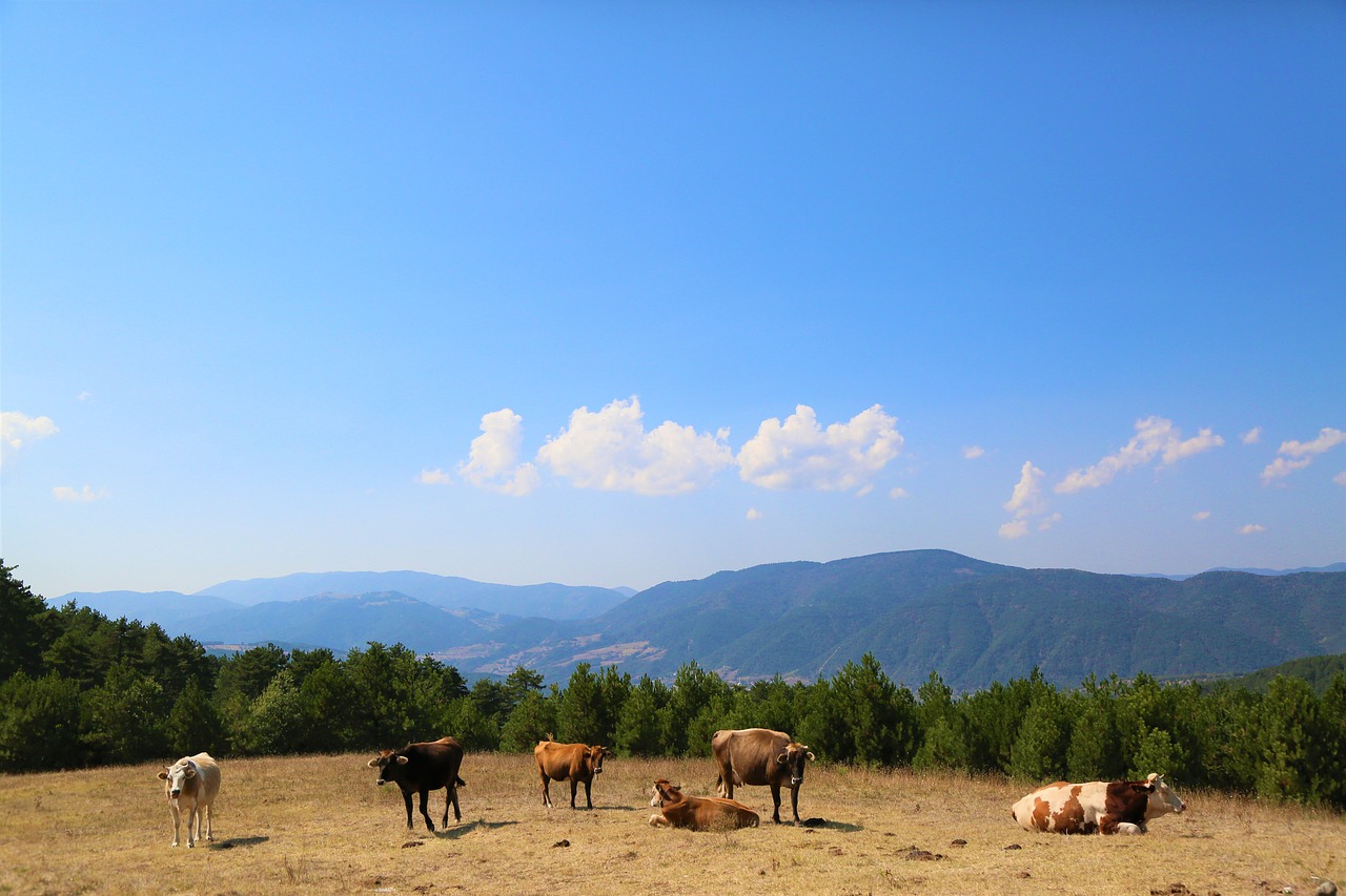 landscape  cattle  animal free photo