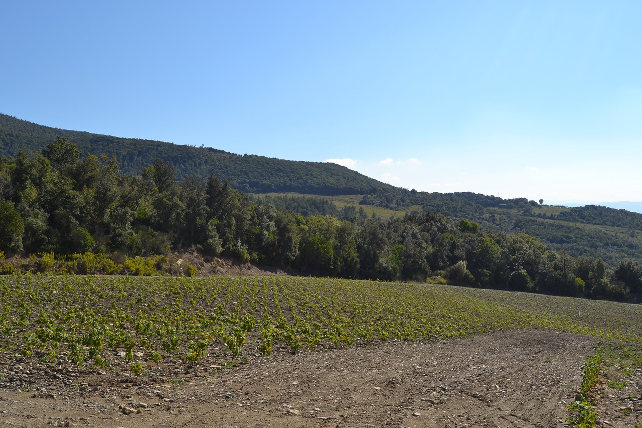 landscape  vineyard  hill free photo