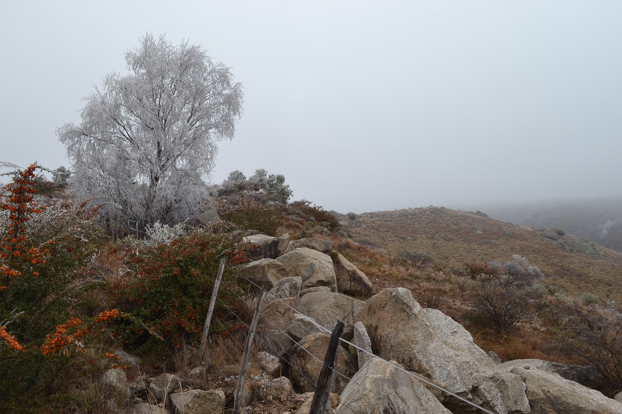 landscape  frost  winter free photo