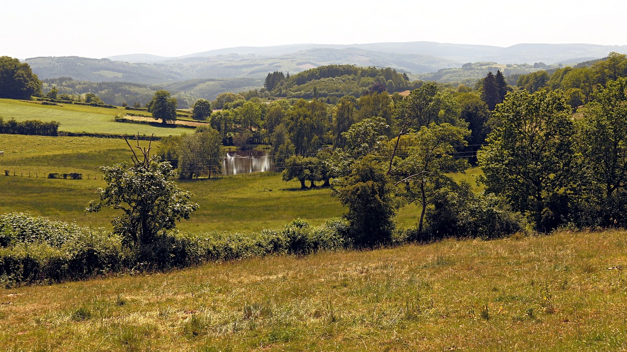 landscape trees field free photo