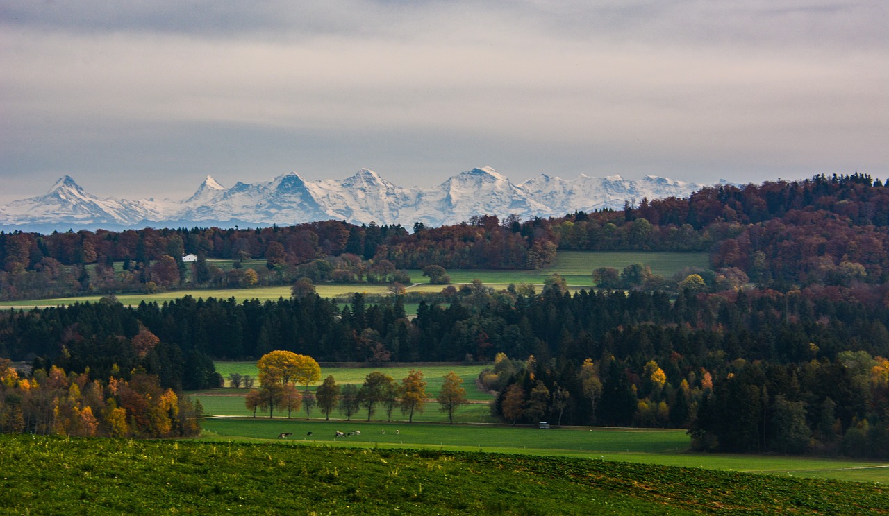 landscape  forest  alps free photo