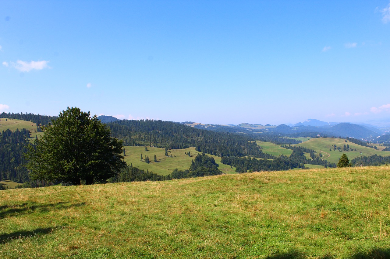 landscape  mountains  forest free photo