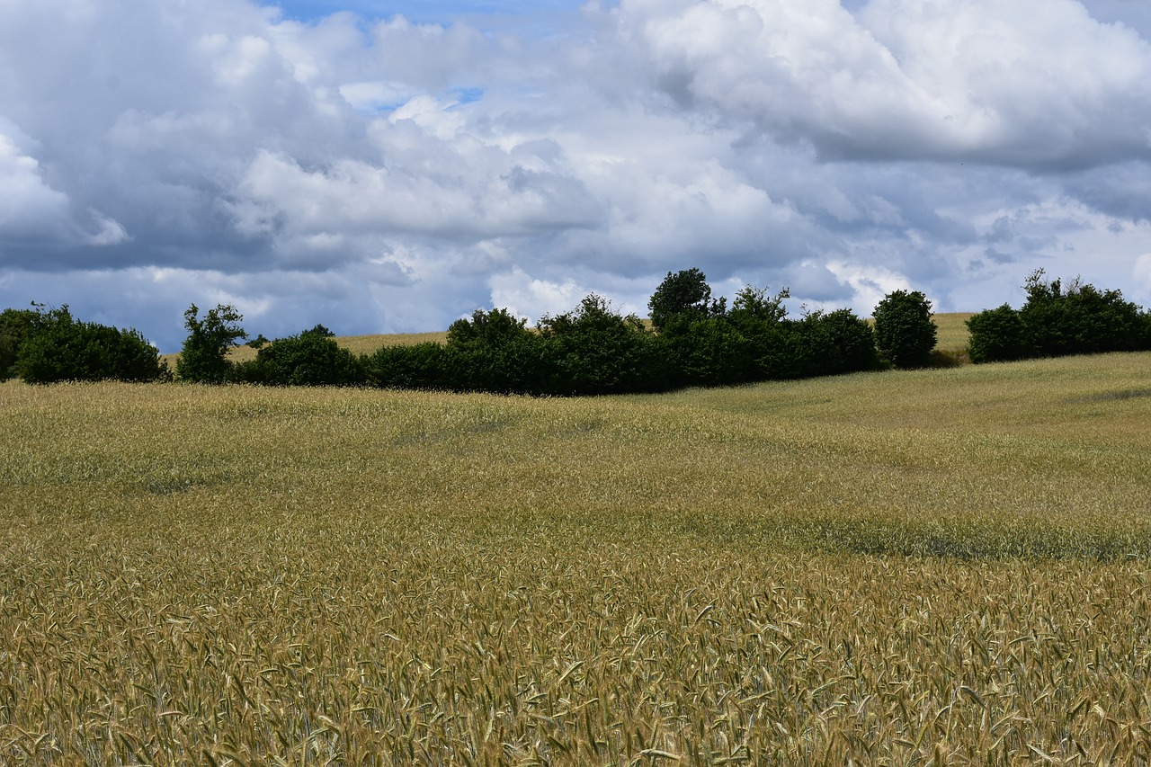 landscape  field  corn free photo