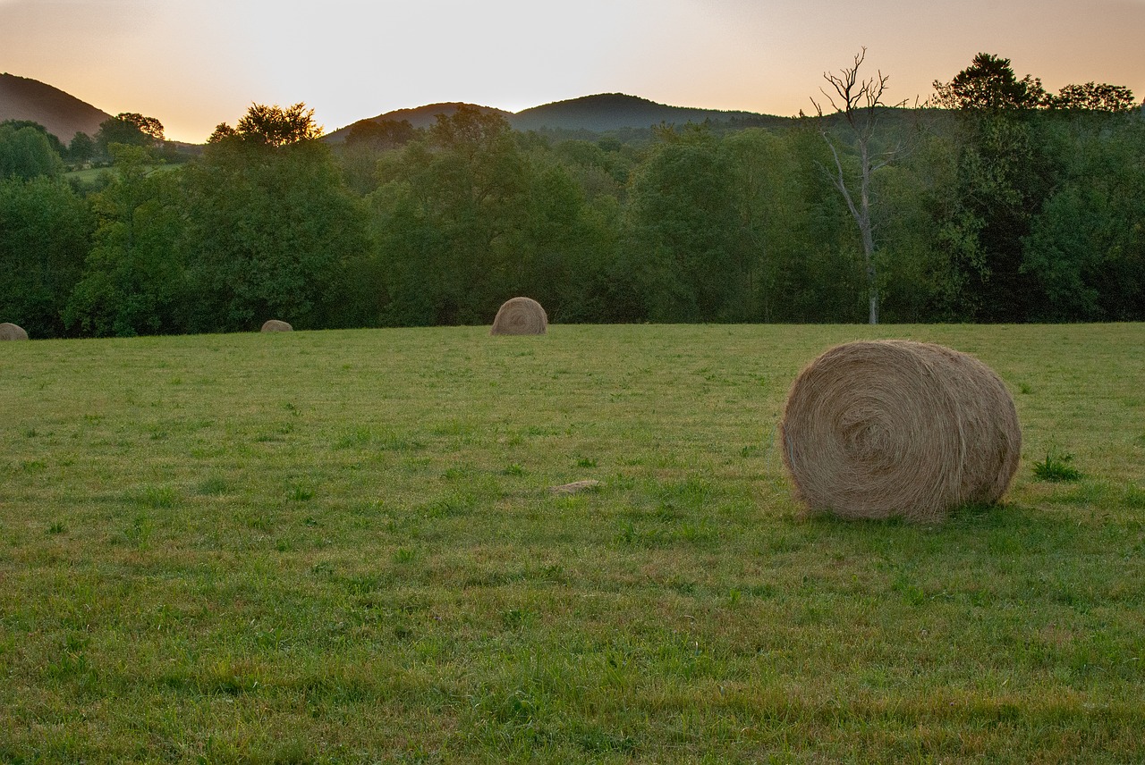 landscape  field  hills free photo