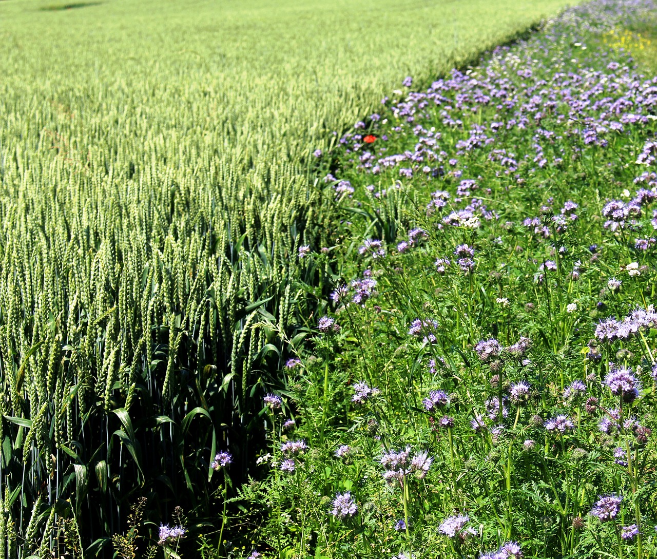 landscape wheat field cereals free photo