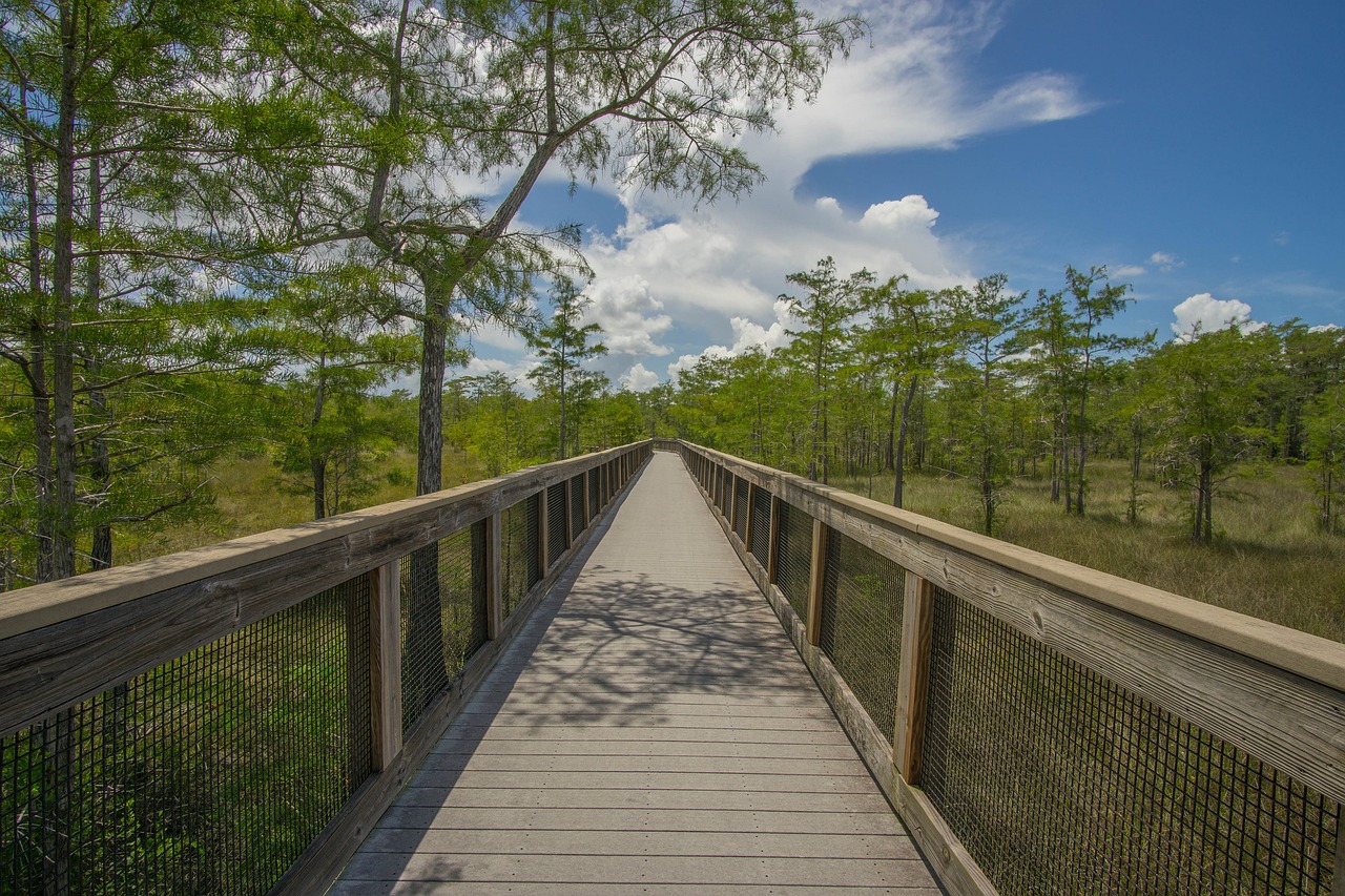 landscape  scenic  boardwalk free photo