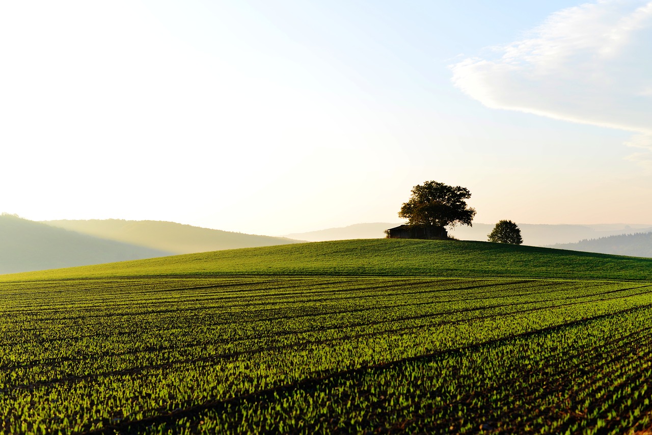 landscape  field  green free photo