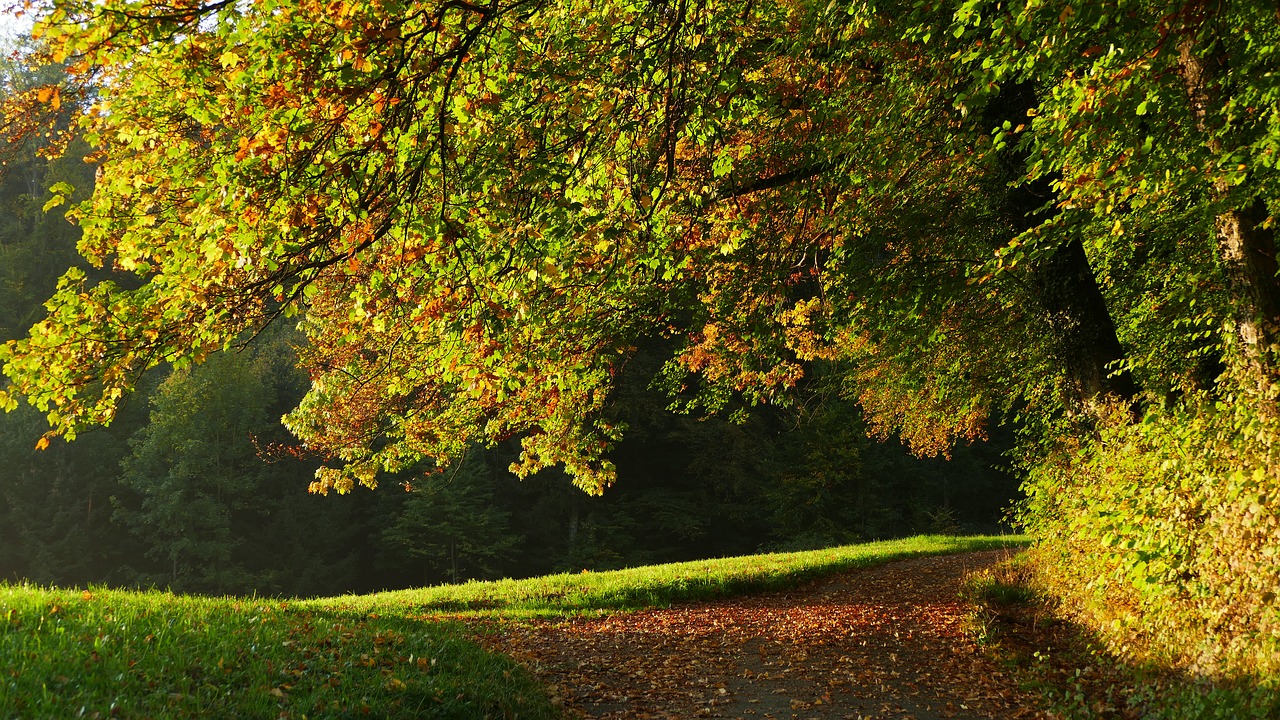landscape  autumn  nature free photo