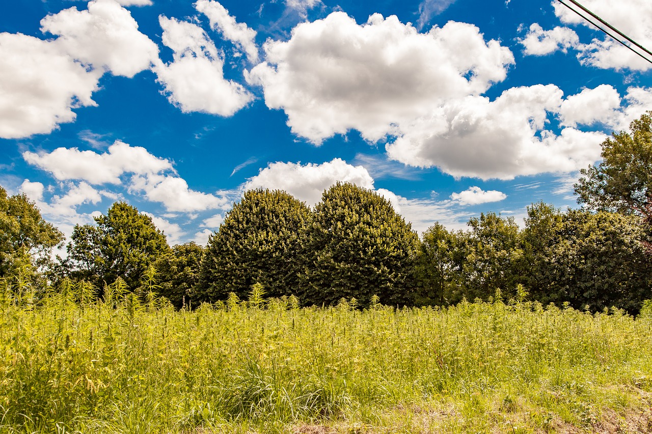 landscape  trees  clouds free photo