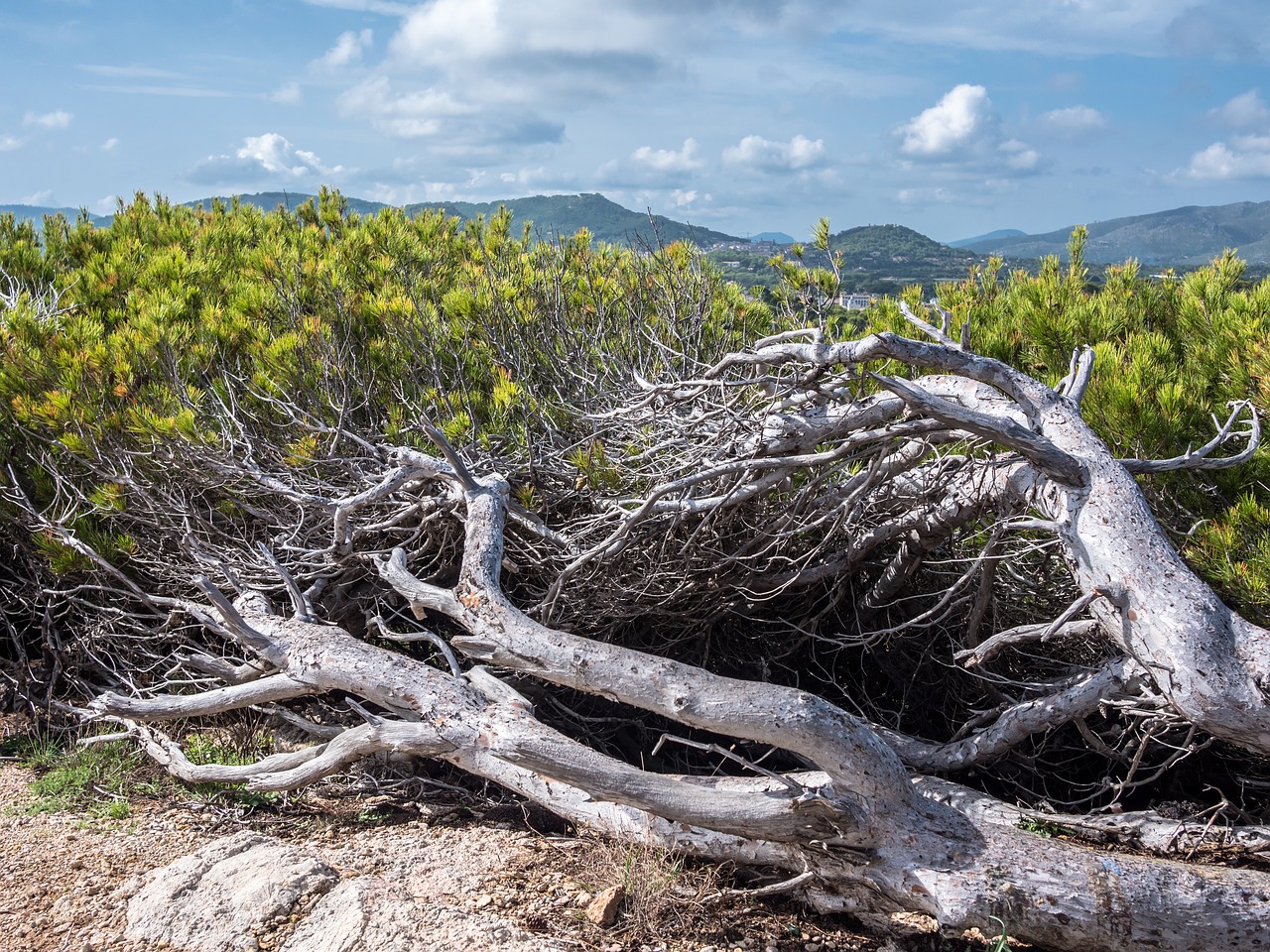 landscape  tree  branches free photo