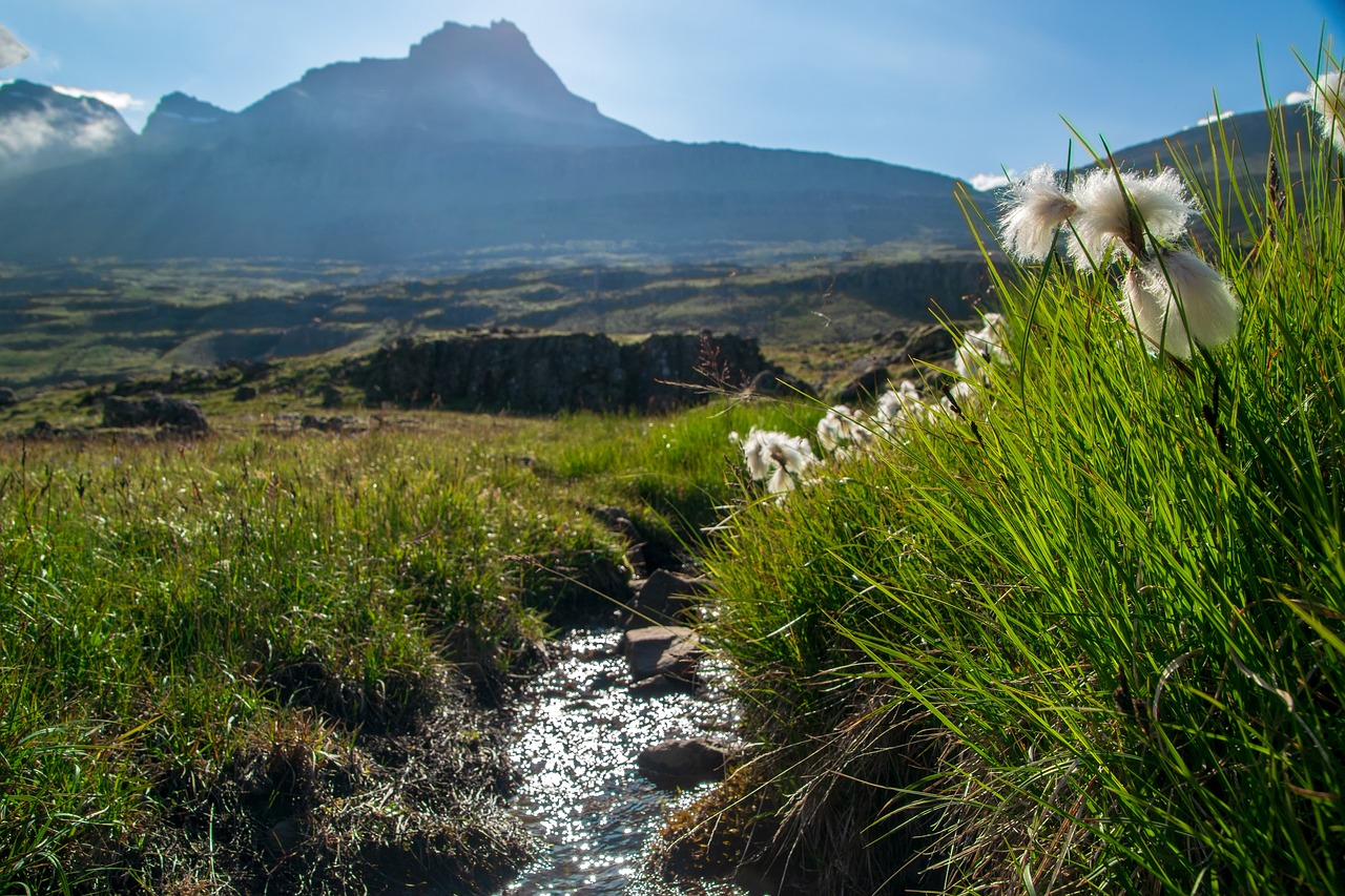 landscape  mountains  cottongrass free photo