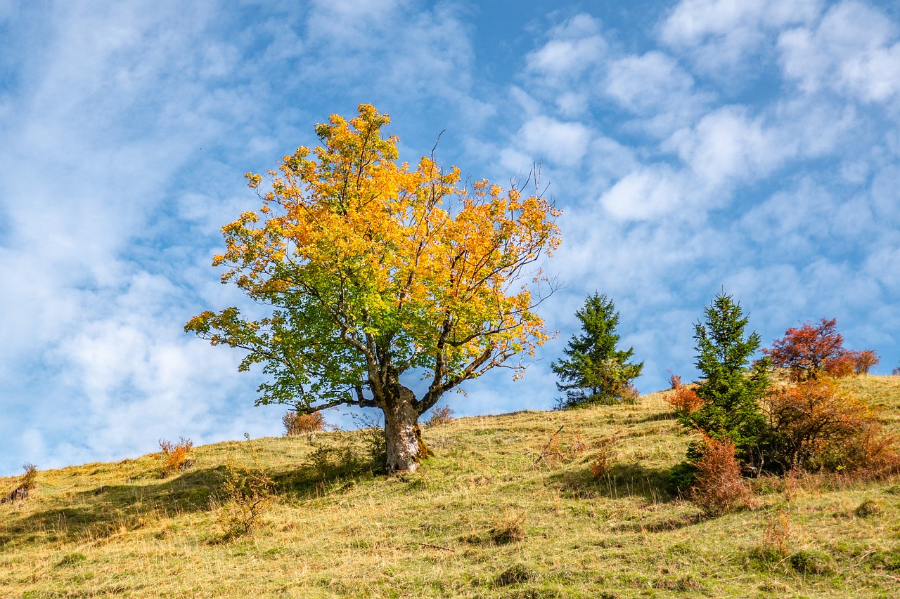 landscape  tree  fall color free photo