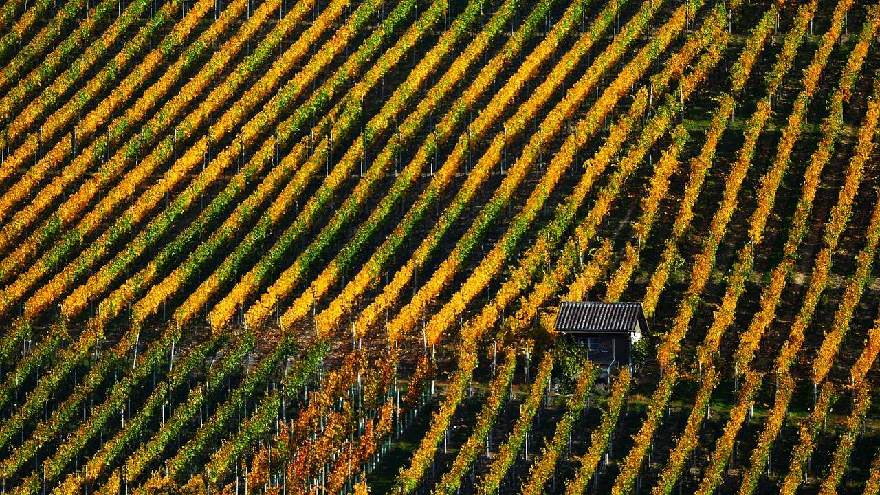 landscape  nature  wine free photo