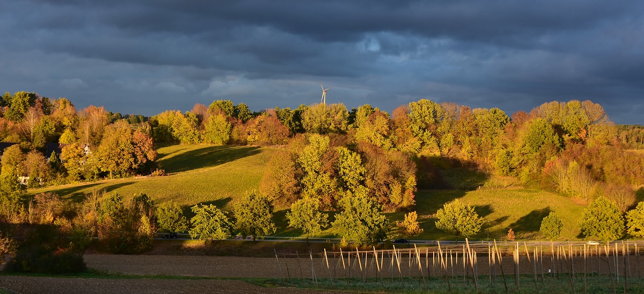 landscape  forest  trees free photo