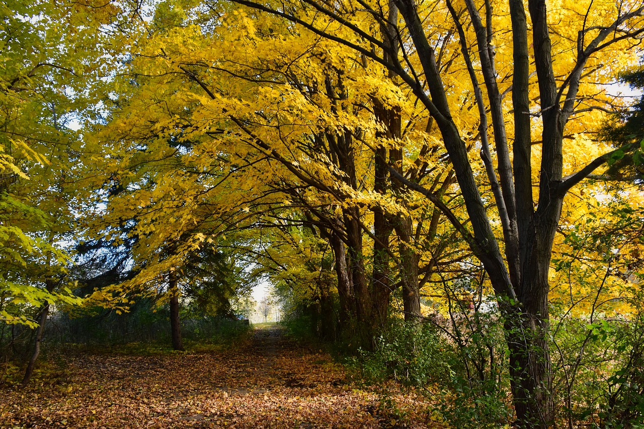 landscape  fall  autumn free photo