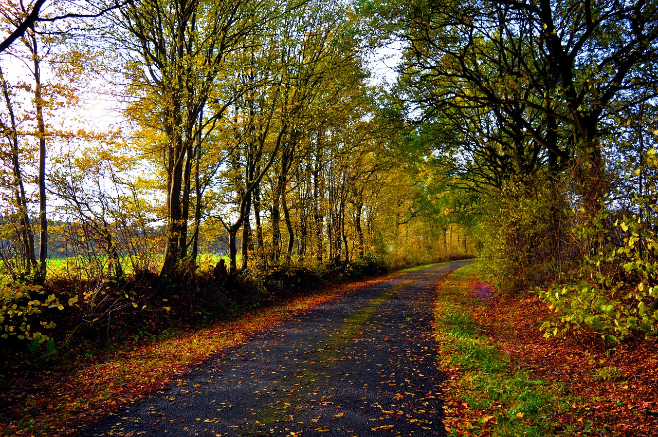 landscape  autumn mood  fall color free photo