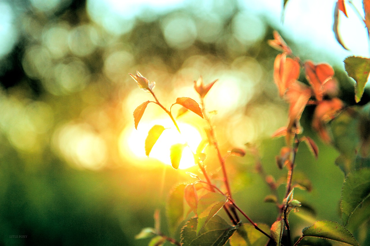 landscape  flowers  sunset free photo