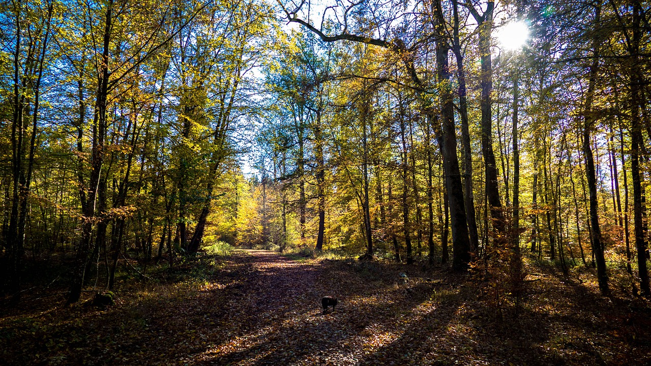 landscape  forest path  leaves free photo