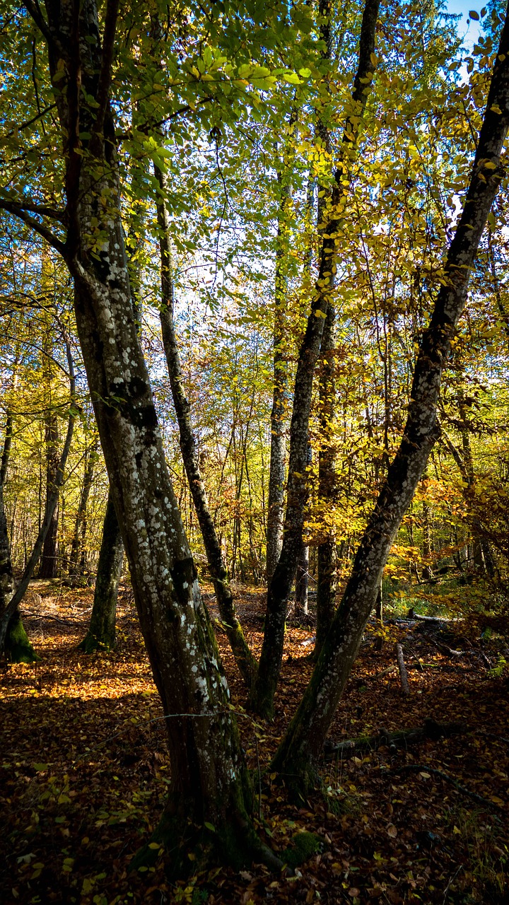 landscape  forest path  leaves free photo